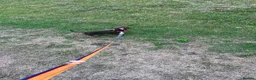 Miniature Dachshund dogs for sale: Miniature dachshund  - Advert 3