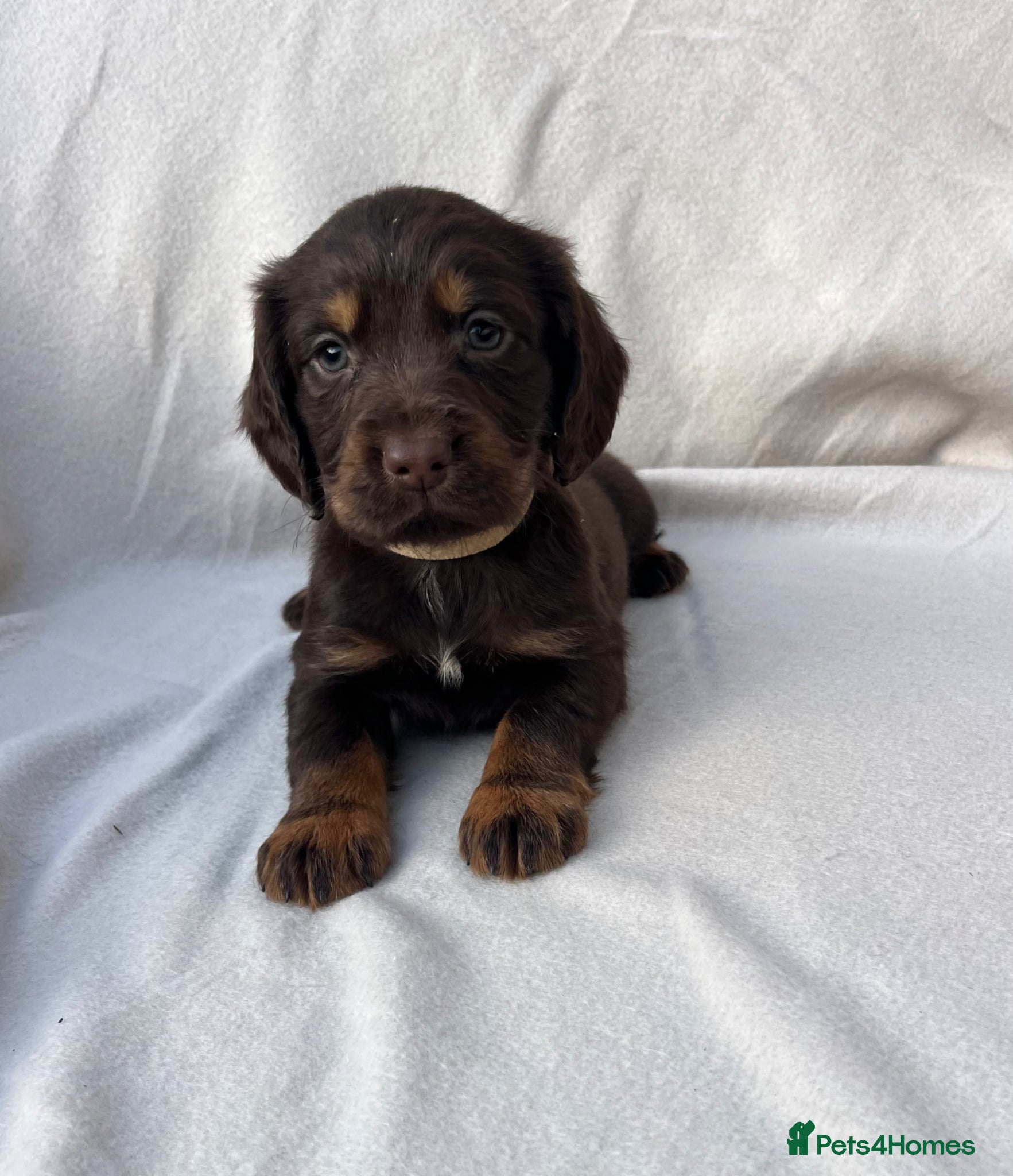 Cocker Spaniel dogs EXTENSIVELY HEALTH TESTED COCKER SPANIEL PUPPIES  - Advert 2