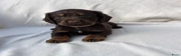 Cocker Spaniel dogs for sale: EXTENSIVELY HEALTH TESTED COCKER SPANIEL PUPPIES  - Advert 4