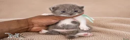 British Shorthair cats for sale: Exceptional GCCF REGISTERED BSH KITTENS - Advert 5