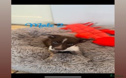 Border Collie dogs for sale: 🐶Beautiful Border Collie Pups 🐶  - Image 2