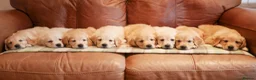 Golden Retriever dogs for sale: Quality KC Health Tested Golden Retriever Puppies - Advert 8