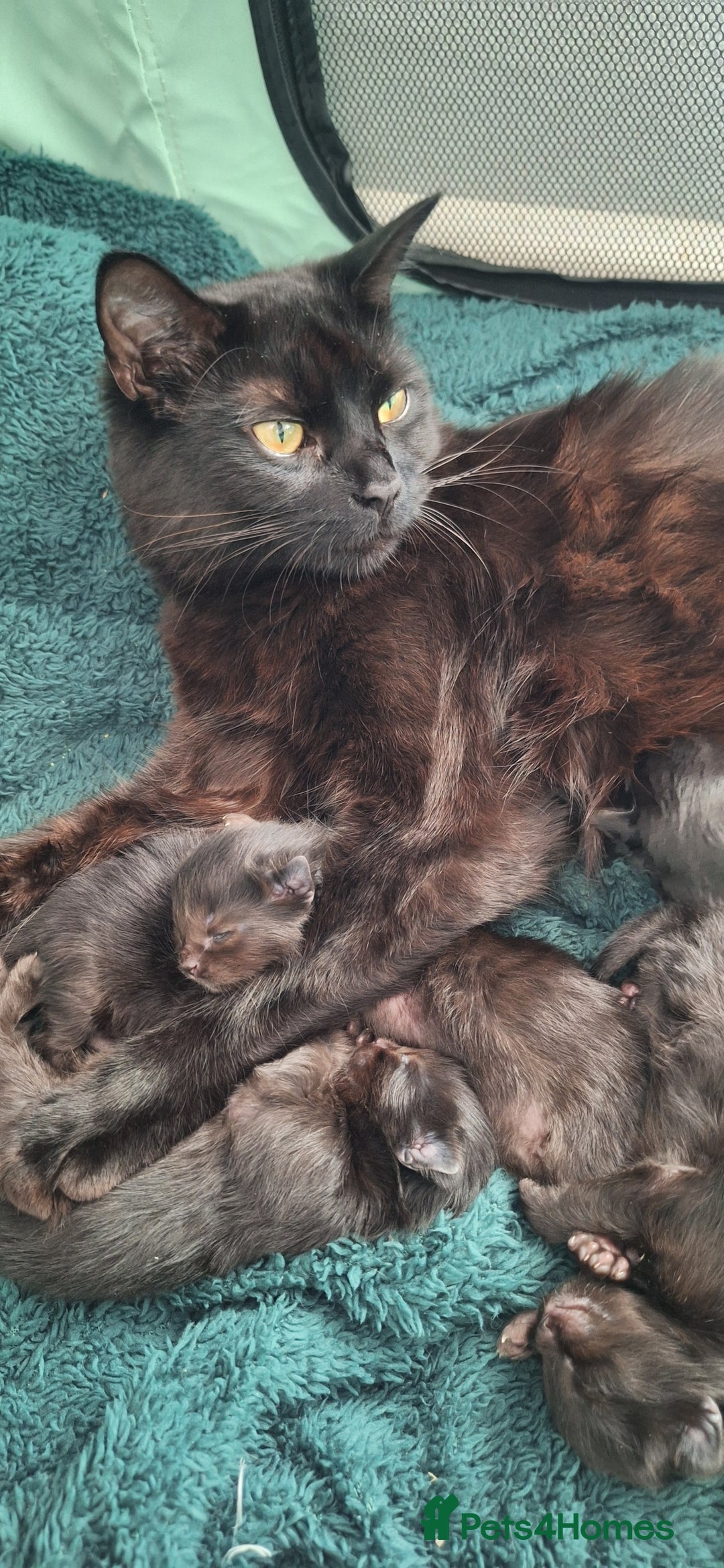 Ragdoll cats for sale: Ragdoll x Bombay  - Advert 9