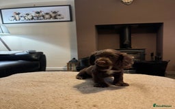 Cocker Spaniel dogs for sale: KC registered working cocker pup - Image 3