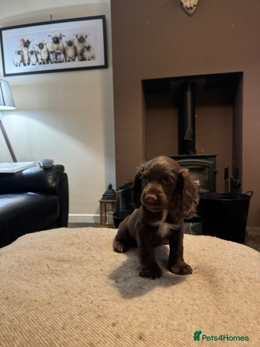 Cocker Spaniel dogs for sale: KC registered working cocker pup - Image 3