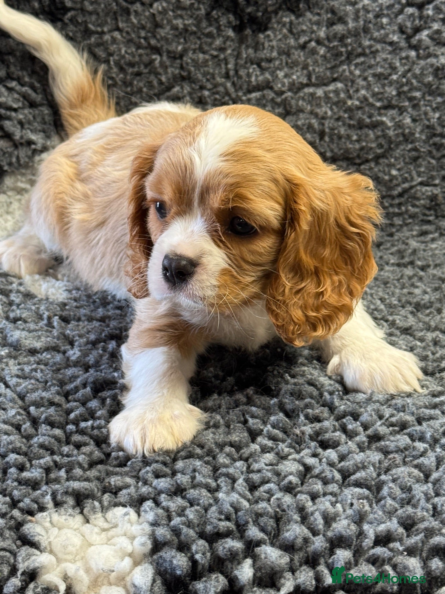 Cavalier King Charles Spaniel dogs Beautiful cavalier pups  - Advert 2