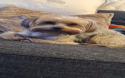 Yorkshire Terrier dogs for sale: Sweet natured boys - Image 15
