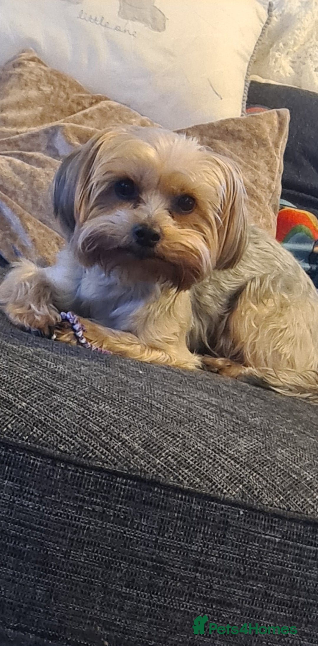 Yorkshire Terrier dogs for sale: Sweet natured boys - Image 15
