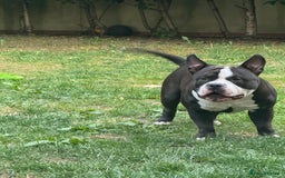 American Bully dogs for stud: American bully pocket - Image 6