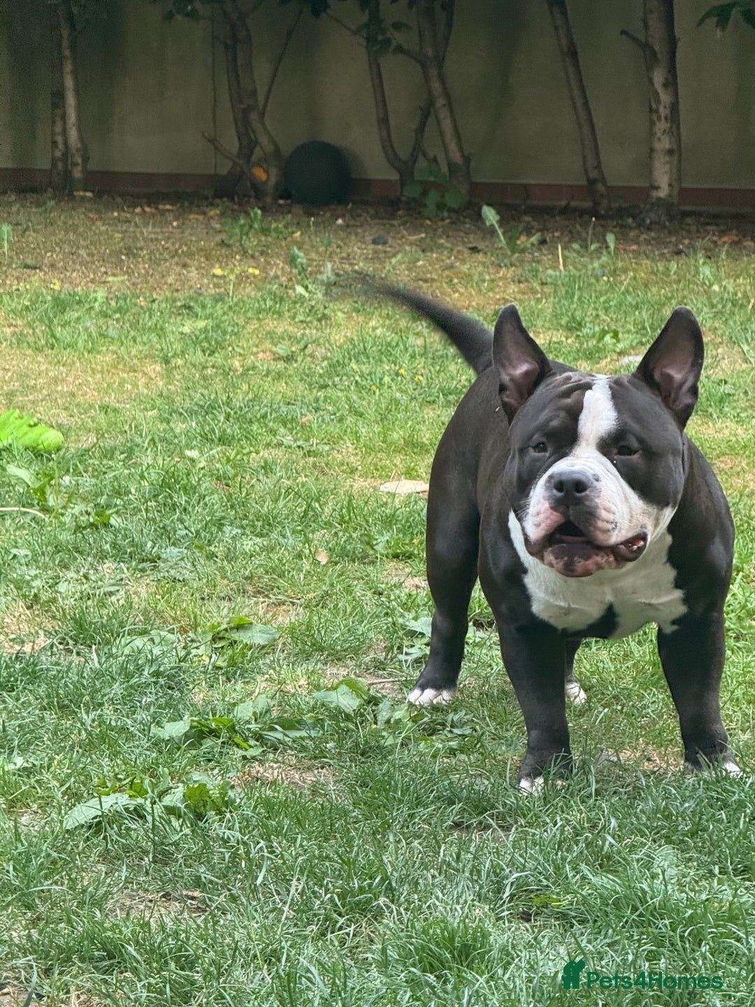American Bully dogs for stud: American bully pocket - Image 6