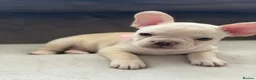 French Bulldog dogs for sale: ONLY 3 LEFT! Beautiful KC Reg French Bulldog Pups - Advert 26
