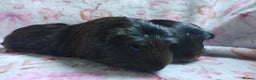 Guinea Pig rodents for sale: Two females guinea pigs baby's rwady now  - Advert 2