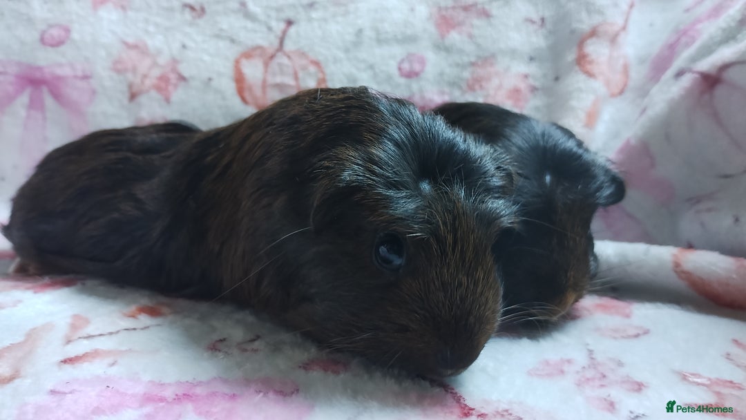 Guinea Pig rodents for sale: Two females guinea pigs baby's rwady now  - Image 2