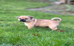 Jug dogs for sale: Jug puppy for sale - Image 7