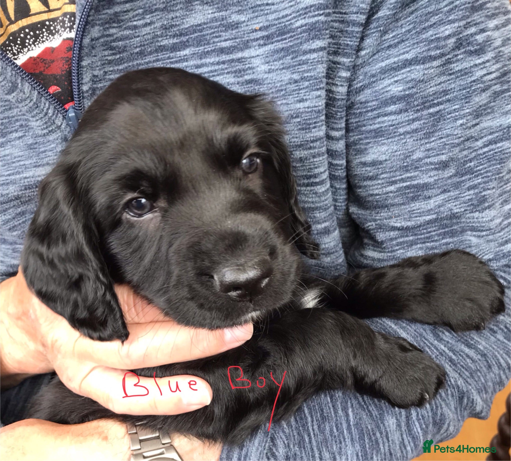 Mixed Breed dogs Cocker Spaniel/ Collie +spaniel puppies  - Advert 1