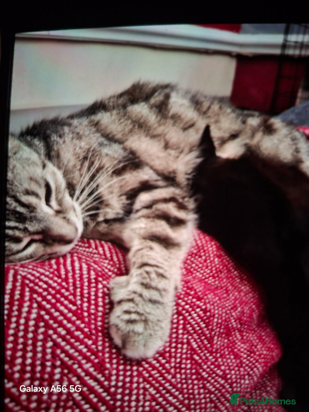 Domestic Shorthair cats for sale: Domestic shorthair  - Advert 4