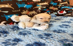 Labradoodle dogs for sale: f1 MINIATURRE LABRADOODLES FROM 5*LICENCED BREEDER - Image 11
