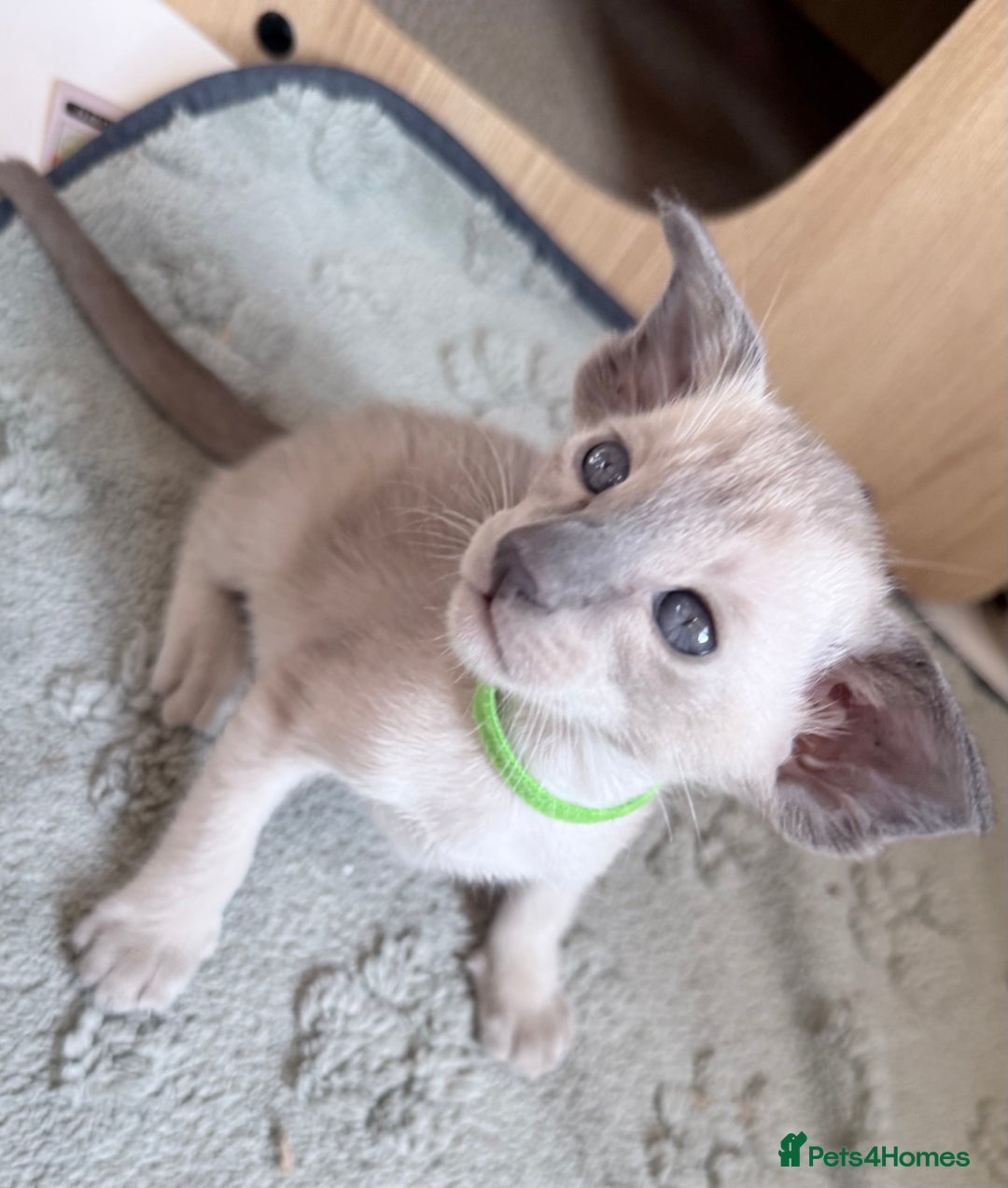 Siamese cats for sale: Cute Siamese kittens  - Image 8