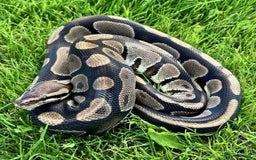 Python Snake reptiles for sale: Snakes for sale  - Image 1