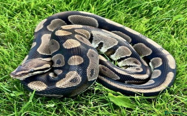 Python Snake reptiles - Advert 1