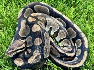 Python Snake reptiles - Advert 4