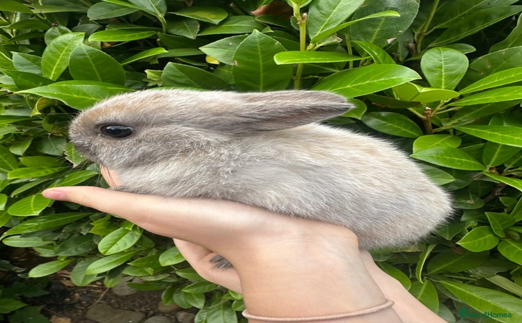 Netherland Dwarf rabbits - Advert 1