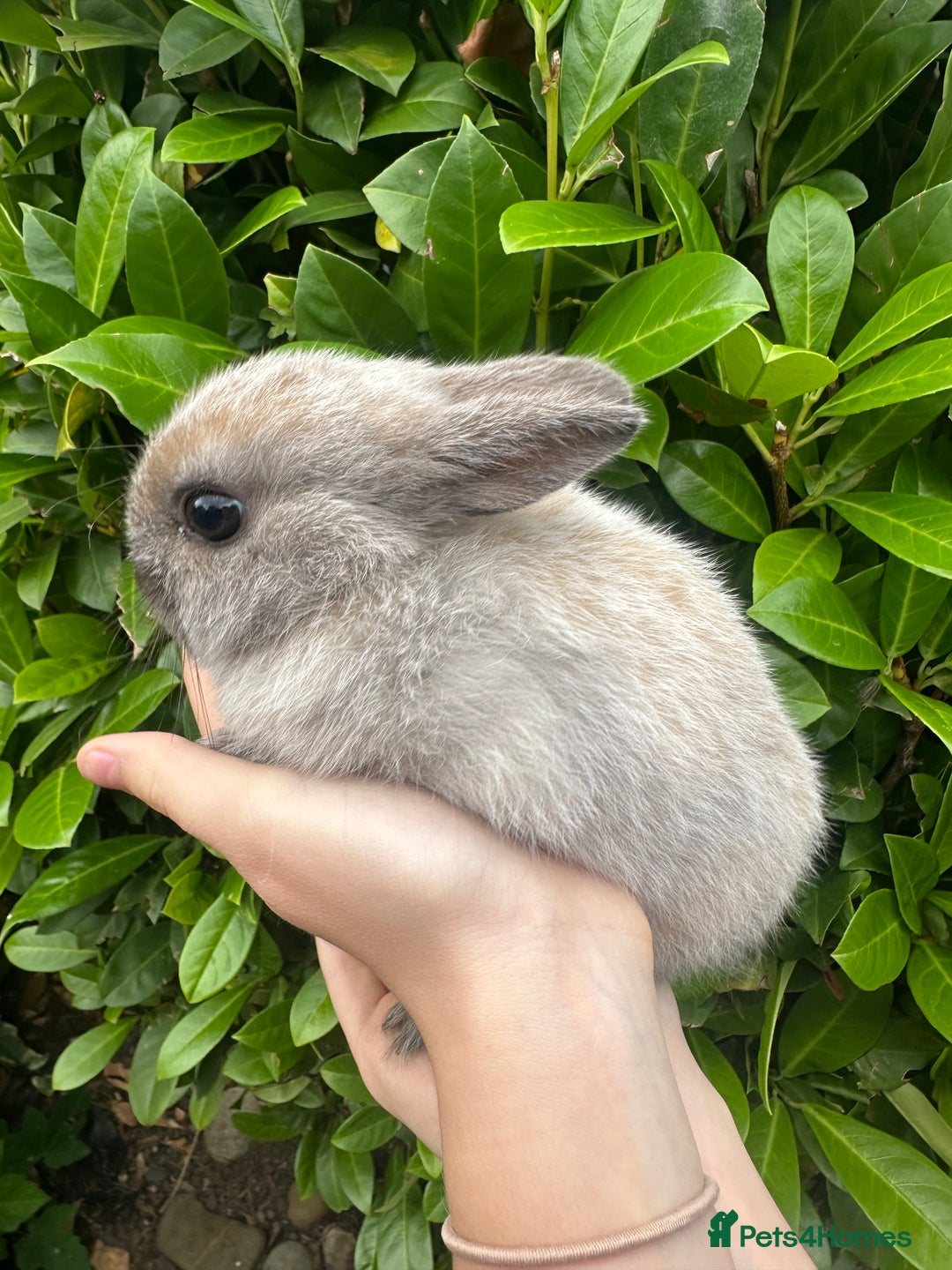 Netherland Dwarf rabbits for sale: Purebred Netherland Dwarf female - Image 1