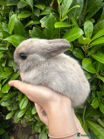 Netherland Dwarf rabbits - Advert 22