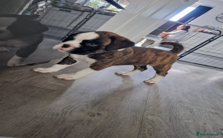 Boxer dogs - Advert 1