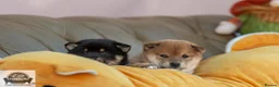 Japanese Shiba Inu dogs for sale:  🌸 Shiba Inu 3rd Gen Japanese Lines Crufts Placed - Advert 10