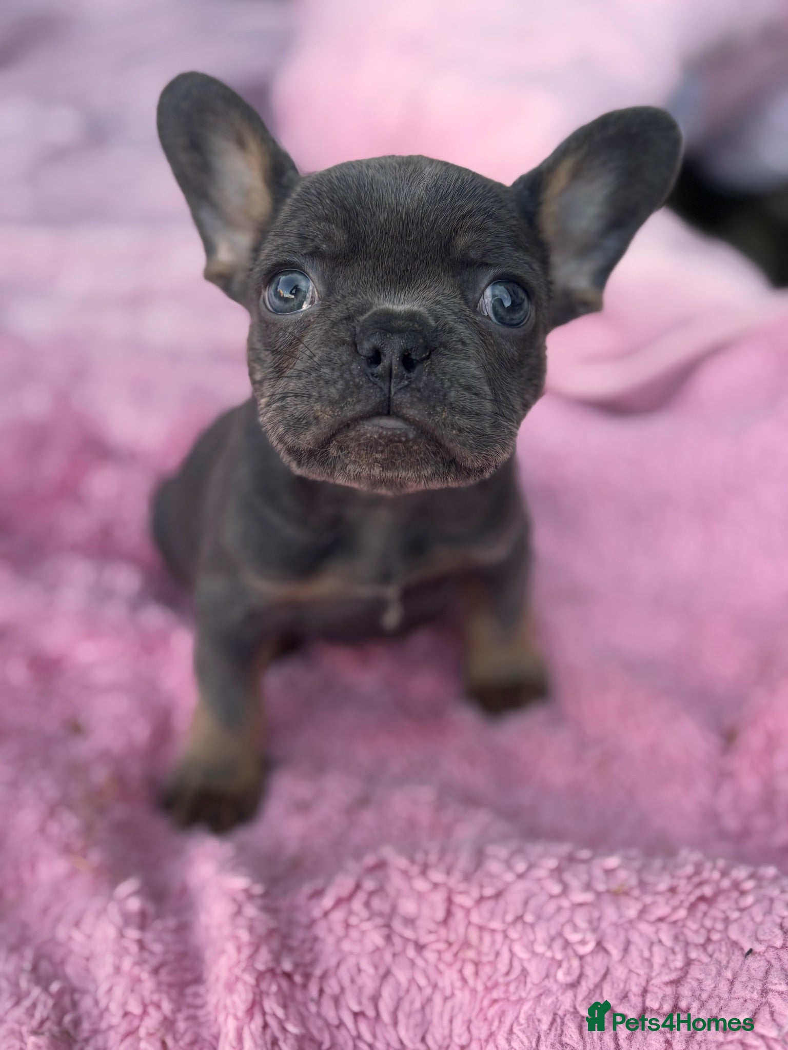 French Bulldog dogs Beautiful female - Advert 1
