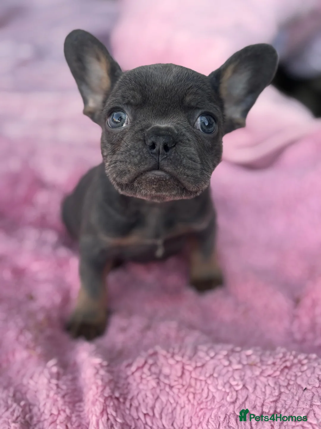 French Bulldog dogs for sale: Beautiful female - Advert 1