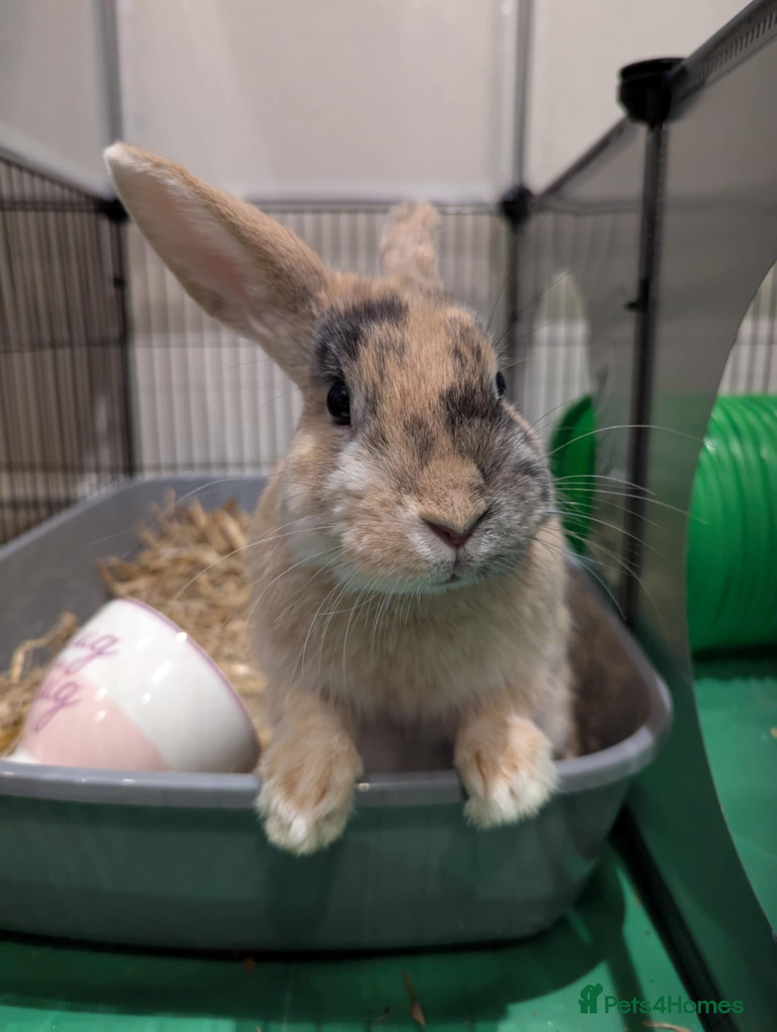 Mixed Breed rabbits Toffee - Advert 1