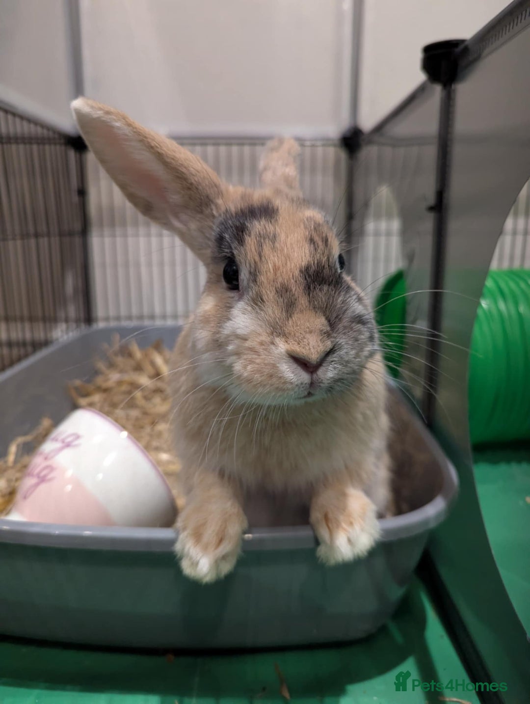 Mixed Breed rabbits for sale: Toffee - Advert 1