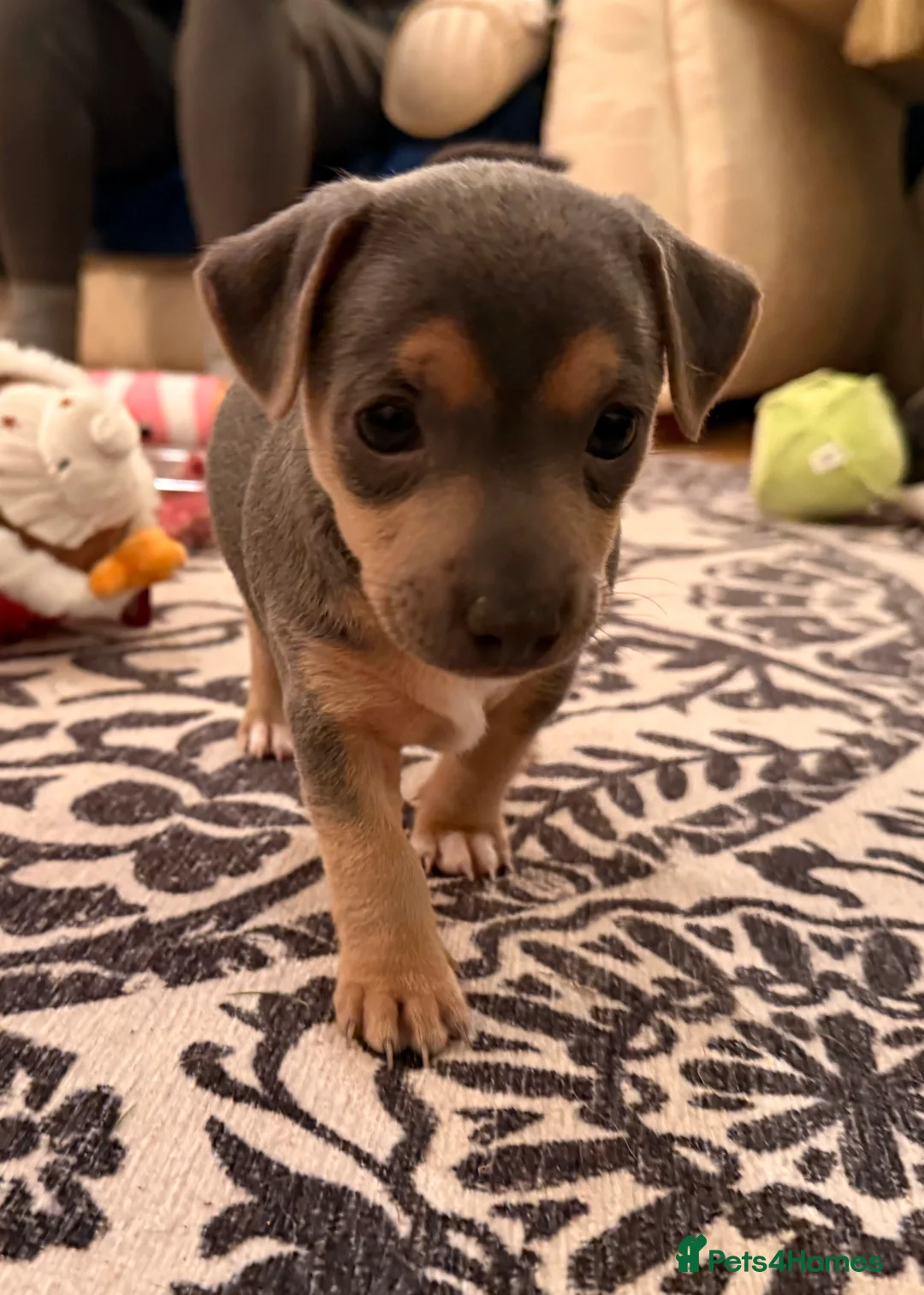 Jack Russell dogs for sale: Perfect Blue and Blue Merle Jack Russell Puppies - Advert 23