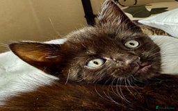 Mixed Breed cats for sale: Beautiful siamese mix kittens - Image 3