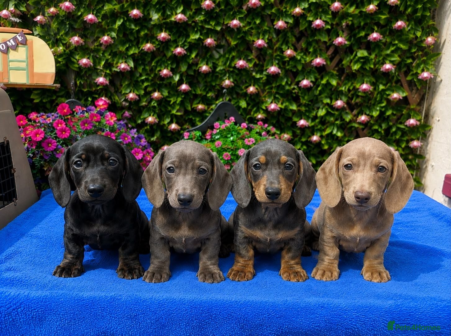 Dachshund dogs FULLY VAX READY NOW QUAILTY MINI KC Reg PRA CLEAR  - Advert 1