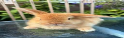 Mini Lop rabbits for sale: Mini lop / Mini lop cross orange / black bunnies - Advert 10