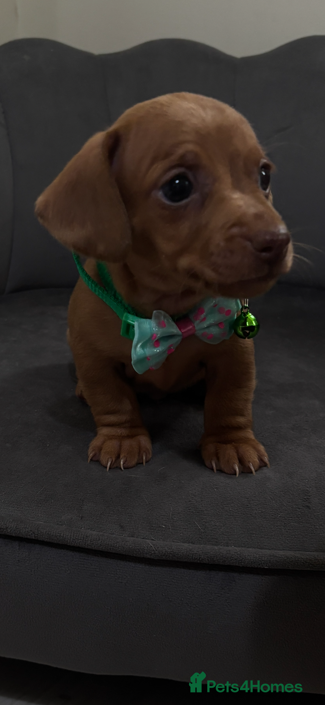 Miniature Dachshund dogs for sale: Stunning mini sausages  - Image 11