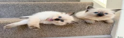 Ragdoll cats for sale: Ragdoll  in Peterborough - Advert 8