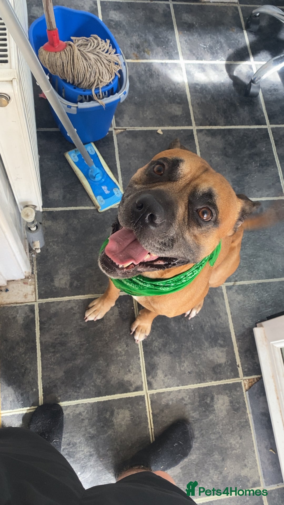Bullmastiff dogs for sale: Dexter  - Image 1