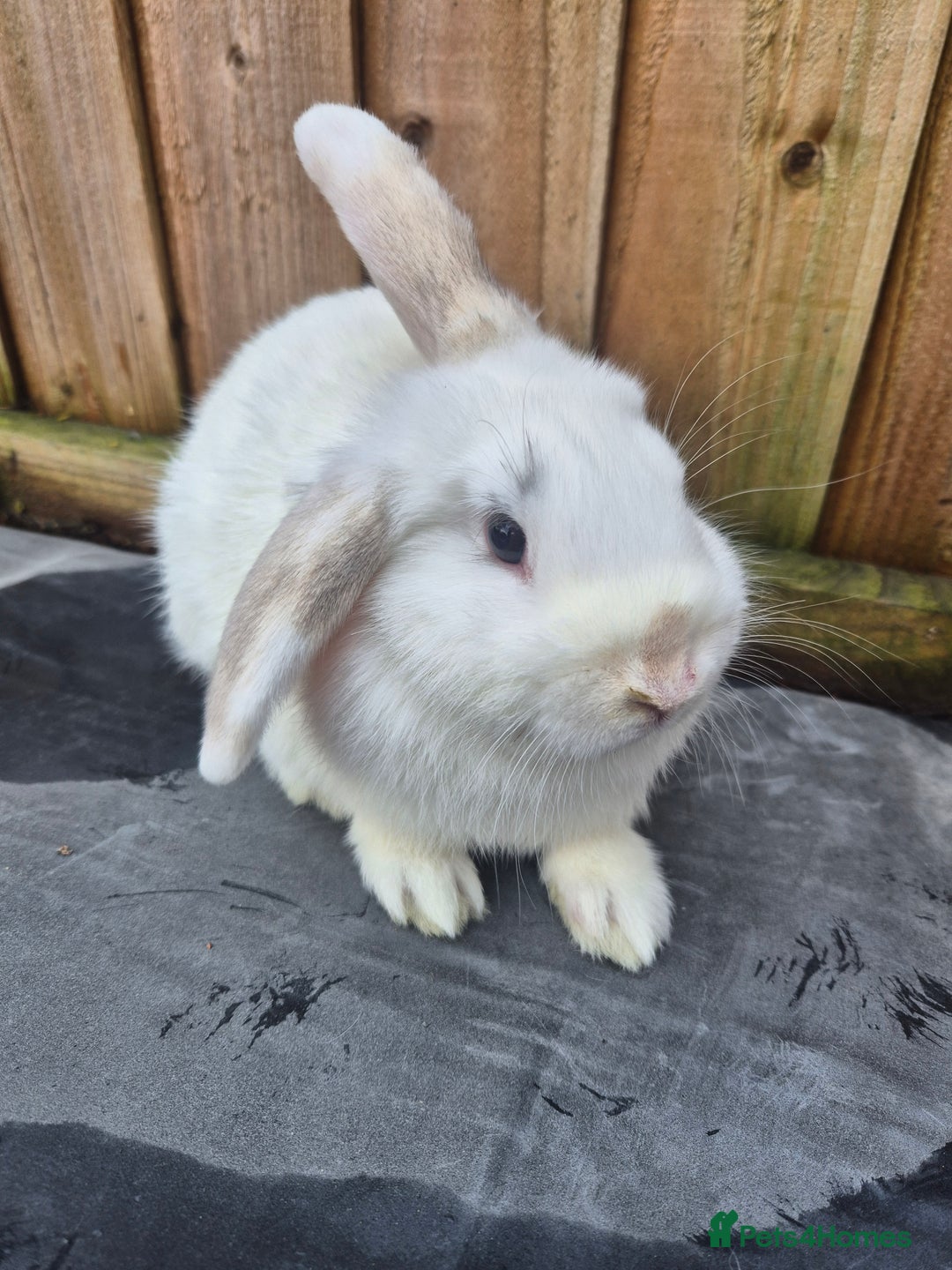 Mixed Breed rabbits for sale: Ready for new homes now - Advert 4