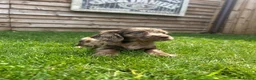 Cockapoo dogs for sale: Stunning F1 Miniature Cockerpoo Puppies - Advert 12