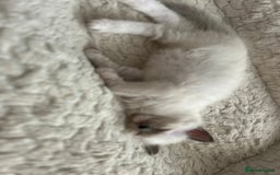Ragdoll cats for sale: 5 Pure Ragdoll kittens - All Females -Pickup Ready - Image 27