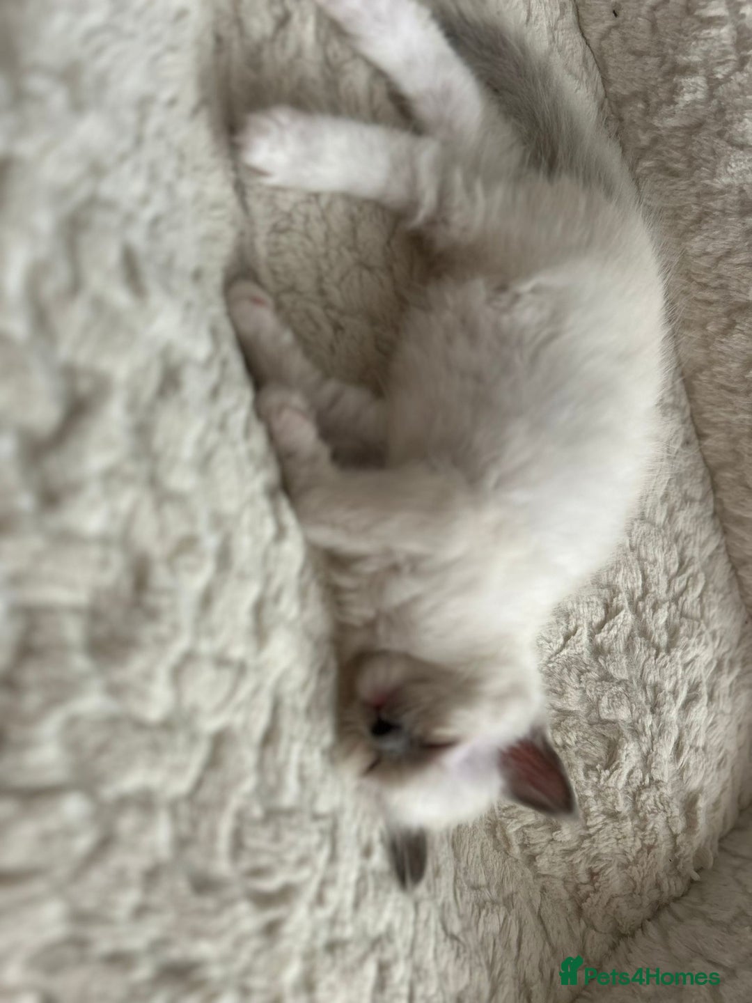 Ragdoll cats for sale: 5 Pure Ragdoll kittens - All Females -Pickup Ready - Image 27