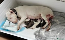 English Bull Terrier dogs for sale: Ready to leave !!! champion bloodlines kc reg - Image 9