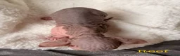 Sphynx cats for sale: ✨ tiny Canadian Sphynx elves ✨ - Advert 14