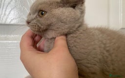 British Shorthair cats for sale: GCCF Active Championship line Blue & Lilac Kittens - Image 35