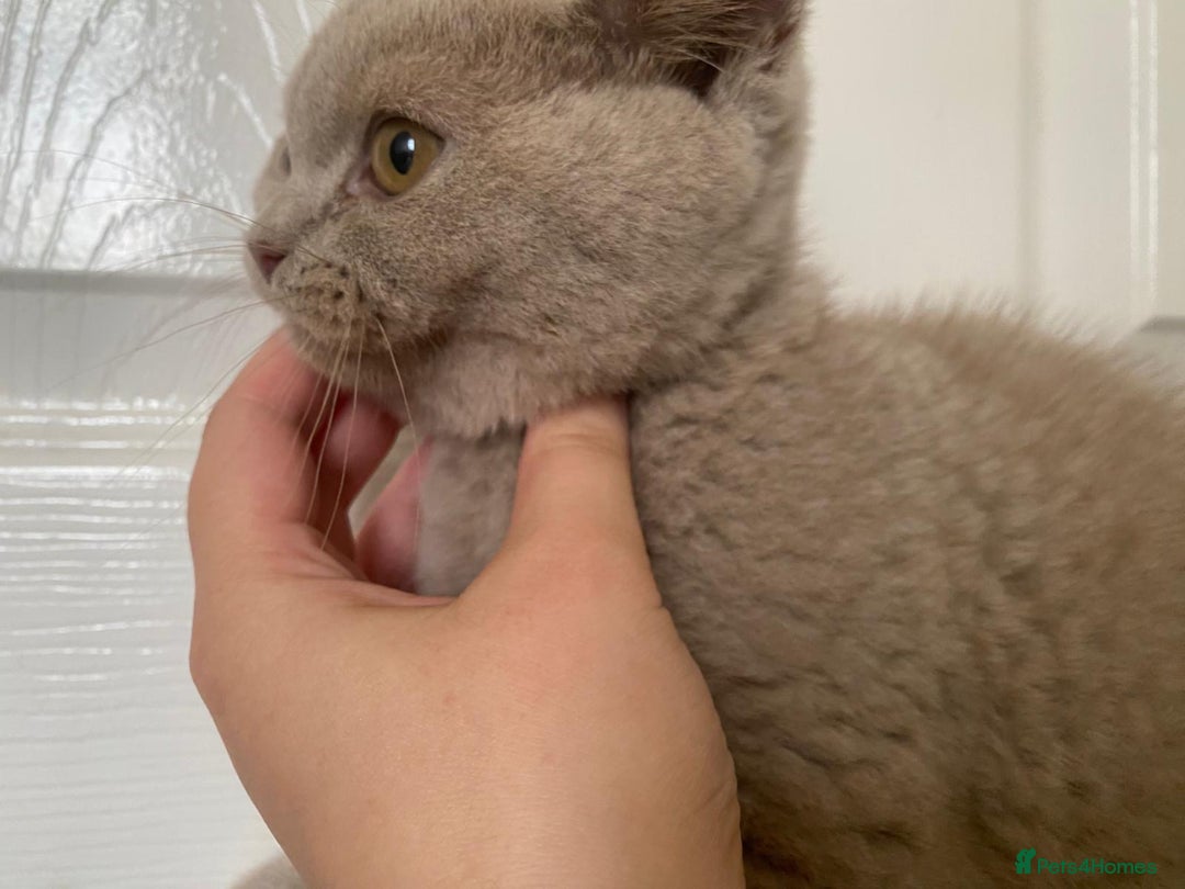 British Shorthair cats for sale: GCCF Active Championship line Blue & Lilac Kittens - Image 35