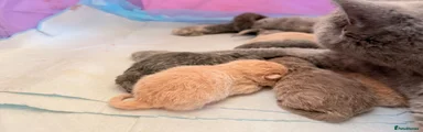 British Shorthair Cream 1